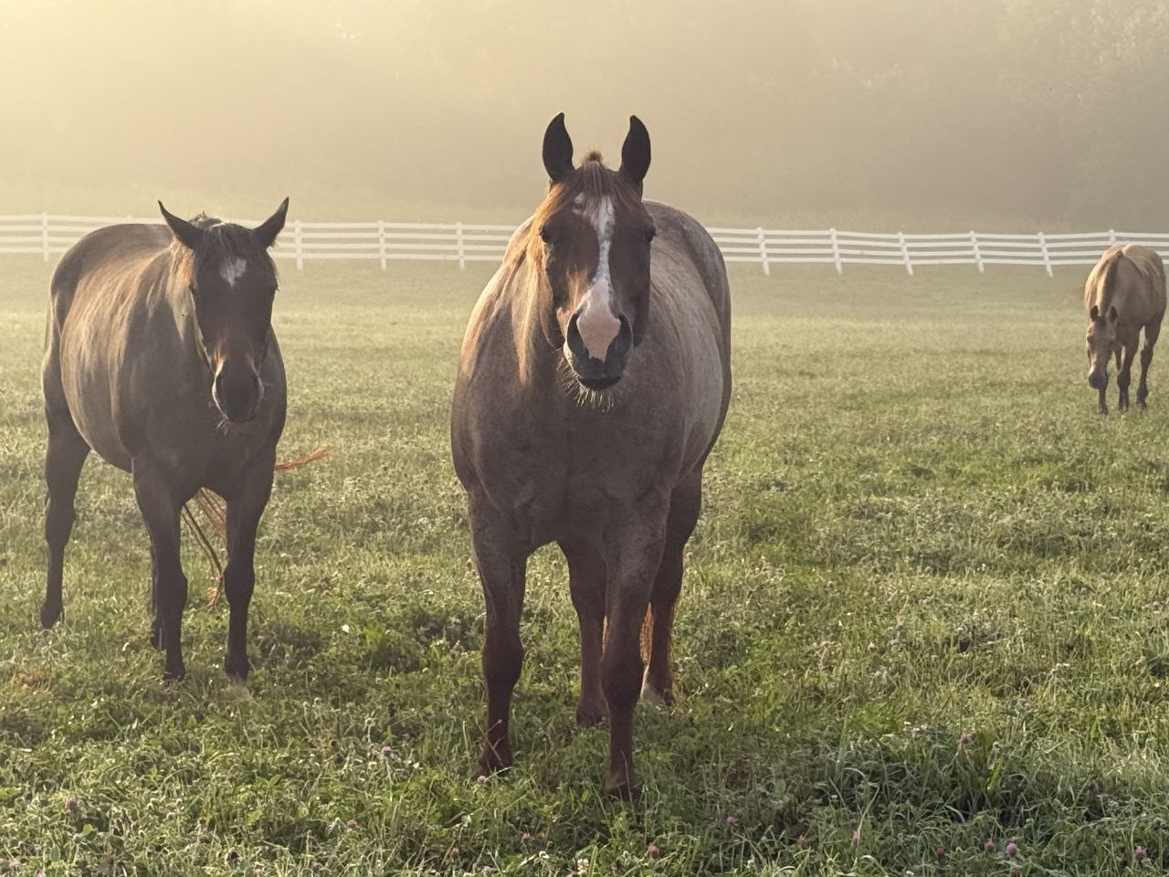 Horses in golden morning mist in the pasture