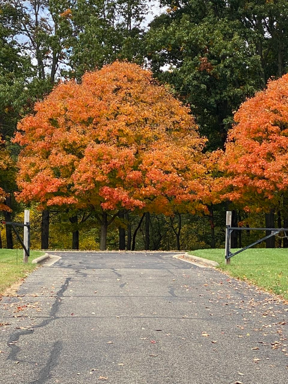 Autumn maples over the estate drive
