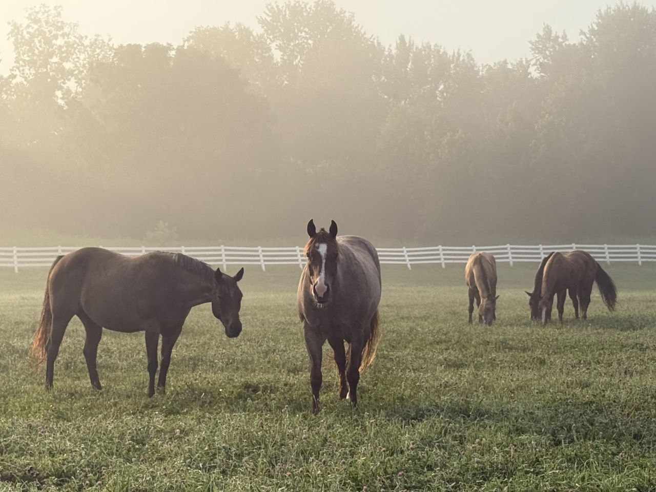 Horses grazing in a misty pasture behind a white fence