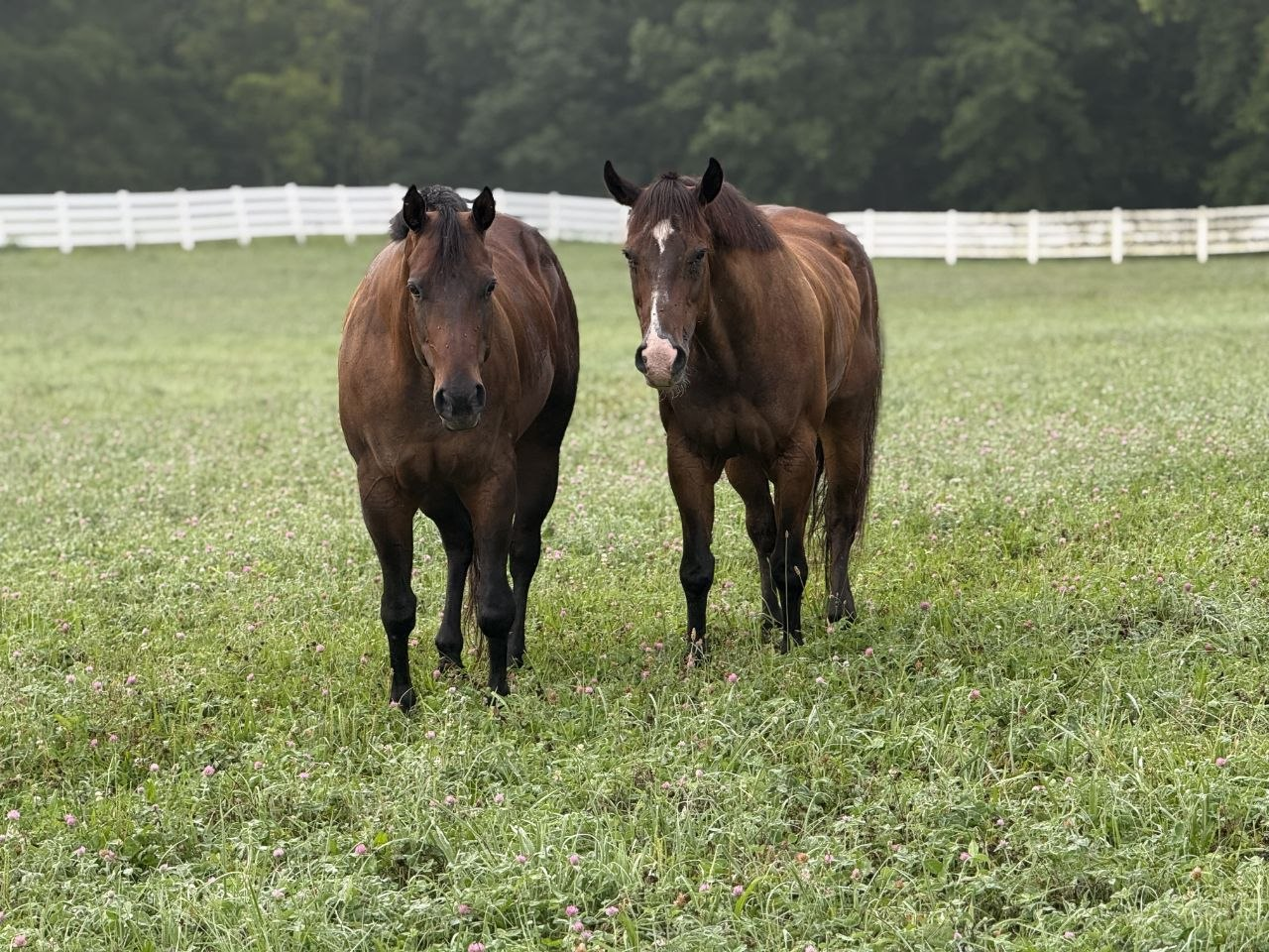 Two bay horses standing in a clover pasture behind white fencing