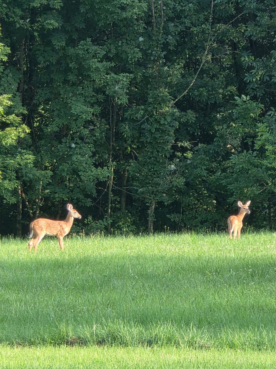 Two deer at the edge of the woods