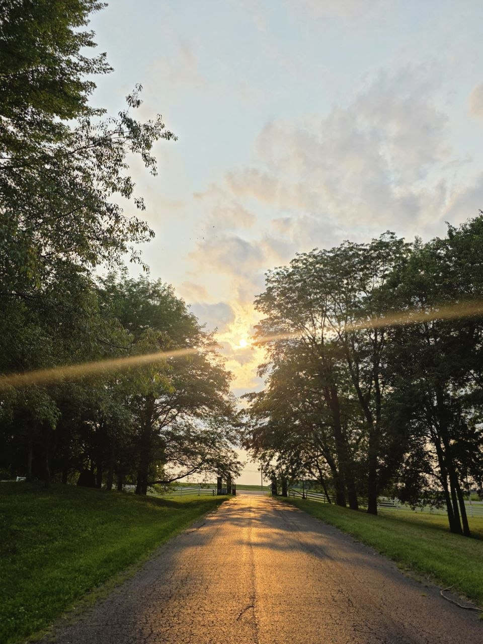 Sunlight streaming down the tree-lined estate drive at dusk